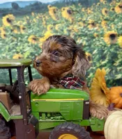 Roadie - silver (blue) merle, a male Yorkipoo and Yorkshire Terrier for sale in Sellersburg, IN – 5 of 10