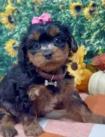 Layla - BlackBerry merle , a female Yorkipoo and Yorkshire Terrier for sale in Sellersburg, IN – 6 of 9