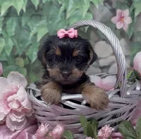 Princess , a female Yorkshire Terrier and Shorkie for sale in Sellersburg, IN – 8 of 10