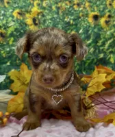 Ophelia - chocolate merle (red), a female Yorkshire Terrier and Shorkie for sale in Sellersburg, IN – 6 of 6