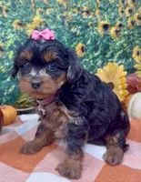 Layla - BlackBerry merle , a female Yorkipoo and Yorkshire Terrier for sale in Sellersburg, IN – 1 of 9