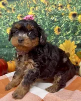 Layla - BlackBerry merle , a female Yorkipoo and Yorkshire Terrier for sale in Sellersburg, IN – 9 of 9