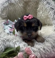 Princess , a female Yorkshire Terrier and Shorkie for sale in Sellersburg, IN – 6 of 10