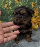 Teddy Bear, a male Yorkshire Terrier and Shorkie for sale in Sellersburg, IN – 7 of 7
