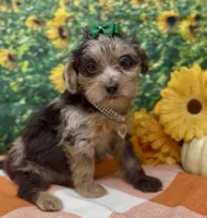 Rhianna -BlackBerry merle, a female Yorkipoo and Yorkshire Terrier for sale in Sellersburg, IN – 8 of 9