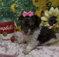 Teacup Jasmine , a female Yorkshire Terrier and Shorkie for sale in Sellersburg, IN – 1 of 7