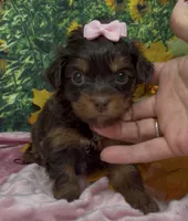 Tiny Ariel -(chocolate), a female Yorkshire Terrier and Shorkie for sale in Sellersburg, IN – 7 of 7