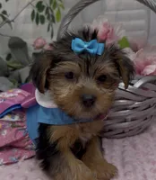 Layla, a female Yorkshire Terrier and Shorkie for sale in Sellersburg, IN – 7 of 10