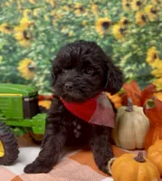 Onyx, a male Yorkipoo and Yorkshire Terrier for sale in Sellersburg, IN – 4 of 10
