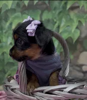 Sophia, a female Yorkshire Terrier and Shorkie for sale in Sellersburg, IN – 7 of 9