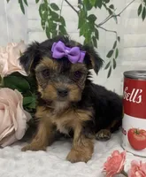 Teacup Maggie, a female Yorkshire Terrier and Shorkie for sale in Sellersburg, IN – Photo 7 of 9