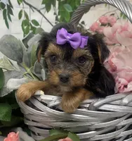 Teacup Maggie, a female Yorkshire Terrier and Shorkie for sale in Sellersburg, IN – Photo 3 of 9