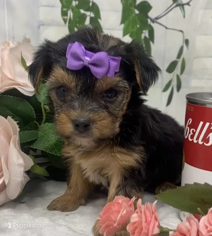 Teacup Maggie – Yorkshire Terrier, Shorkie puppy for sale in Sellersburg, IN