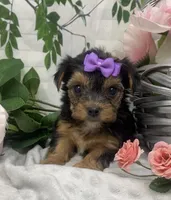 Teacup Maggie, a female Yorkshire Terrier and Shorkie for sale in Sellersburg, IN – Photo 5 of 9