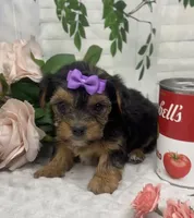 Teacup Maggie, a female Yorkshire Terrier and Shorkie for sale in Sellersburg, IN – Photo 9 of 9