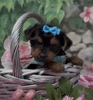 Bella, a female Yorkshire Terrier and Shorkie for sale in Sellersburg, IN – 7 of 10