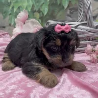 Little Princess, a female Yorkshire Terrier and Shorkie for sale in Sellersburg, IN – 5 of 5
