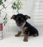 Gucci, a male Yorkshire Terrier and Shorkie for sale in Sellersburg, IN – Photo 5 of 8