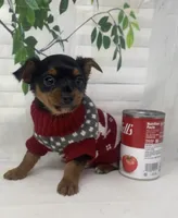 Gucci, a male Yorkshire Terrier and Shorkie for sale in Sellersburg, IN – Photo 1 of 8