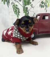 Gucci, a male Yorkshire Terrier and Shorkie for sale in Sellersburg, IN – Photo 6 of 8