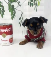 Gucci, a male Yorkshire Terrier and Shorkie for sale in Sellersburg, IN – Photo 7 of 8