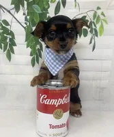 Gucci, a male Yorkshire Terrier and Shorkie for sale in Sellersburg, IN – Photo 8 of 8