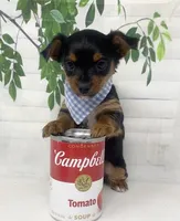 Gucci, a male Yorkshire Terrier and Shorkie for sale in Sellersburg, IN – Photo 2 of 8