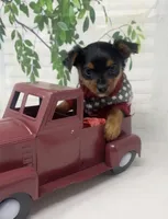 Gucci, a male Yorkshire Terrier and Shorkie for sale in Sellersburg, IN – Photo 3 of 8