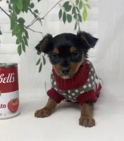 Gucci, a male Yorkshire Terrier and Shorkie for sale in Sellersburg, IN – Photo 4 of 8