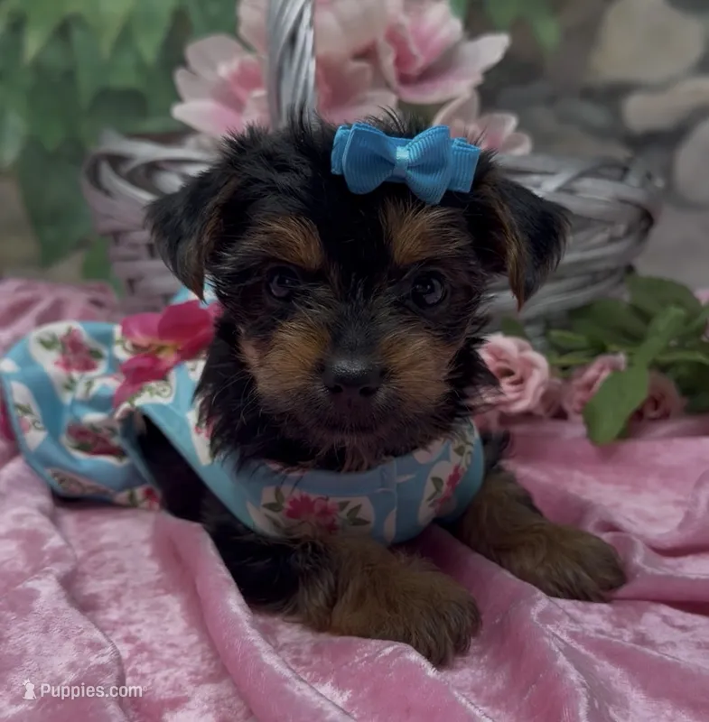 Bella – Yorkshire Terrier, Shorkie puppy for sale in Sellersburg, IN