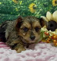 Prada - blue merle, a female Yorkshire Terrier and Shorkie for sale in Sellersburg, IN – 9 of 10