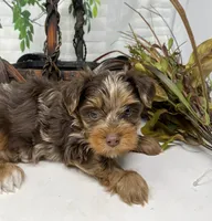 Rare Chocolate Merle, a male Yorkshire Terrier and Shorkie for sale in Sellersburg, IN – Photo 7 of 10