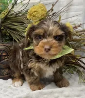 Rare Chocolate Merle, a male Yorkshire Terrier and Shorkie for sale in Sellersburg, IN – Photo 2 of 10