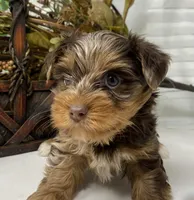 Rare Chocolate Merle, a male Yorkshire Terrier and Shorkie for sale in Sellersburg, IN – Photo 5 of 10