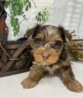 Rare Chocolate Merle, a male Yorkshire Terrier and Shorkie for sale in Sellersburg, IN – Photo 4 of 10