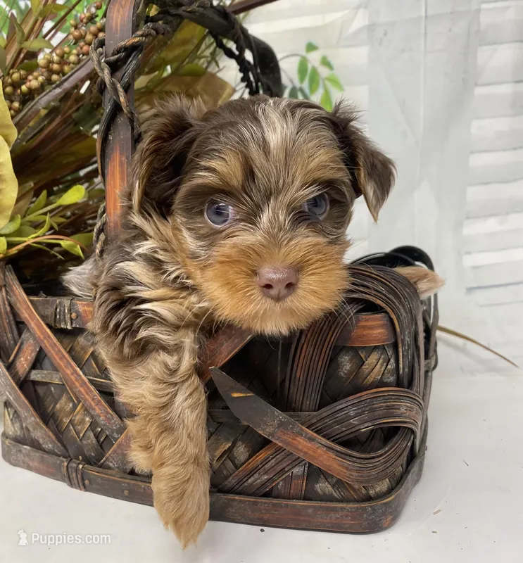 Rare Chocolate Merle – Yorkshire Terrier, Shorkie puppy for sale in Sellersburg, IN