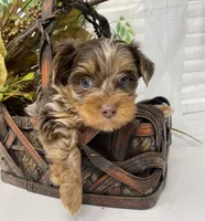 Rare Chocolate Merle, a male Yorkshire Terrier and Shorkie for sale in Sellersburg, IN – Photo 1 of 10