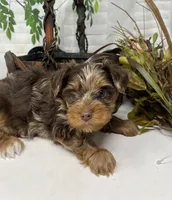 Rare Chocolate Merle, a male Yorkshire Terrier and Shorkie for sale in Sellersburg, IN – Photo 8 of 10