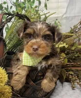 Rare Chocolate Merle, a male Yorkshire Terrier and Shorkie for sale in Sellersburg, IN – Photo 10 of 10