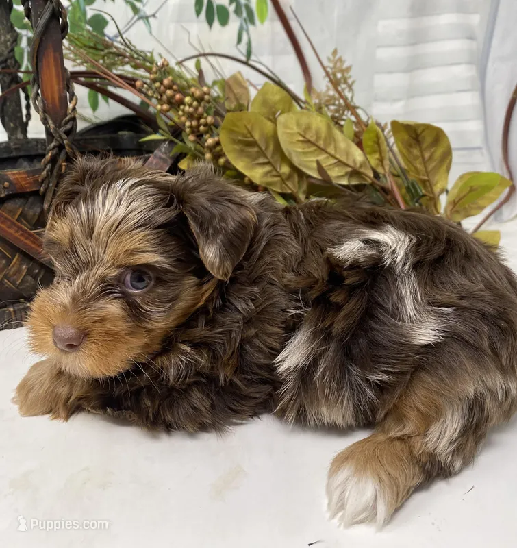 Major - Chocolate Merle hazel eyes – Yorkshire Terrier, Shorkie puppy for sale in Sellersburg, IN