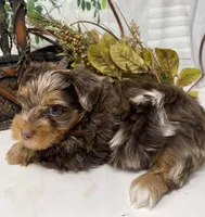 Rare Chocolate Merle, a male Yorkshire Terrier and Shorkie for sale in Sellersburg, IN – Photo 9 of 10