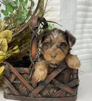 Rare Chocolate Merle, a male Yorkshire Terrier and Shorkie for sale in Sellersburg, IN – Photo 6 of 10
