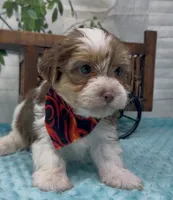  Beethoven , a male Yorkshire Terrier and Shorkie for sale in Sellersburg, IN – 4 of 10