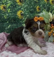 Teacup Daisy, a female Yorkshire Terrier and Shorkie for sale in Sellersburg, IN – 6 of 7