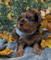 Blue Merle -hazel eyes, a male Yorkshire Terrier and Shorkie for sale in Sellersburg, IN – 7 of 10