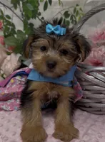 Layla, a female Yorkshire Terrier and Shorkie for sale in Sellersburg, IN – 6 of 10