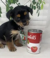 Versace, a male Yorkshire Terrier and Shorkie for sale in Sellersburg, IN – Photo 4 of 10