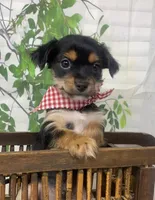 Versace, a male Yorkshire Terrier and Shorkie for sale in Sellersburg, IN – Photo 8 of 10