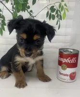 Versace, a male Yorkshire Terrier and Shorkie for sale in Sellersburg, IN – Photo 3 of 10