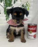 Versace, a male Yorkshire Terrier and Shorkie for sale in Sellersburg, IN – Photo 1 of 10